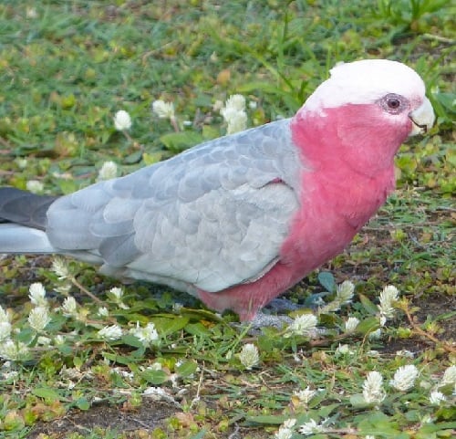 Galah