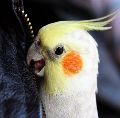 Cockatiel