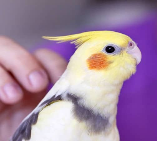 Cockatiel