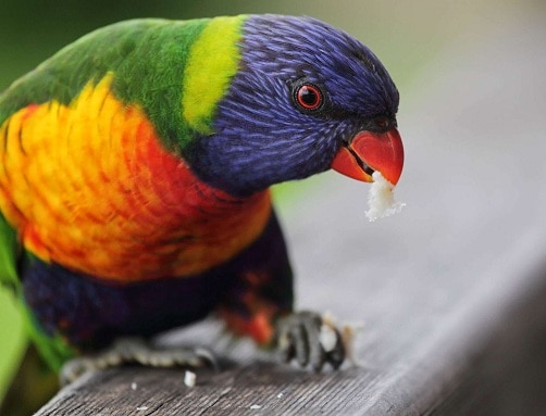 Vaivorykštė Lorikeet