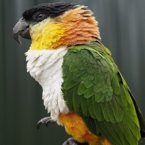 Caique