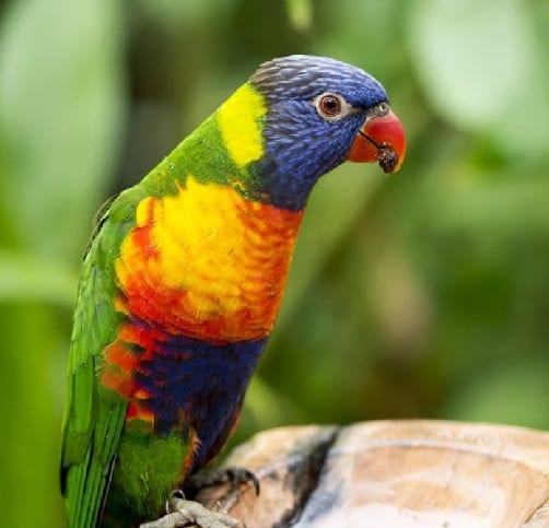 Vaivorykštė Lorikeet