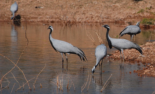 çöl-milli-park_jaisalmer-turist-yerler