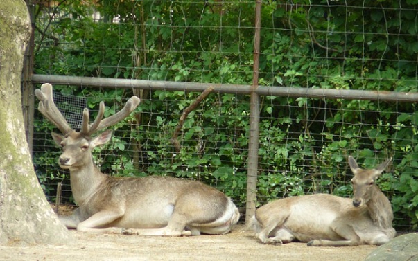 dachigam-national-park_kashmir-tourist-places