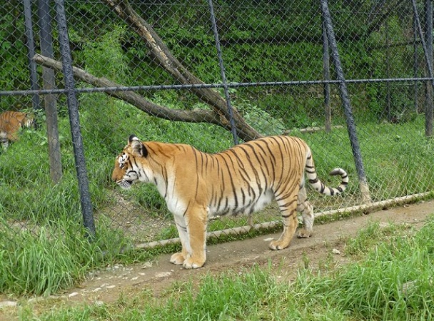 tiger-view-jungle-camp_mussoorie-tourist-places