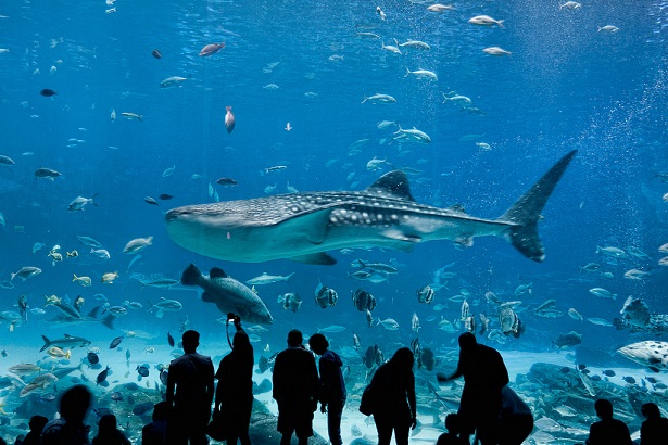 dubai-aquarium_dubai-tourist-places