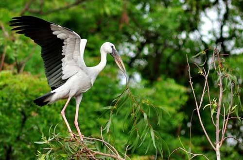 Hindistan'daki kuş cennetleri