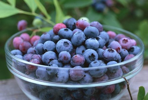 vaisius valgyti, kai nėščios mėlynės