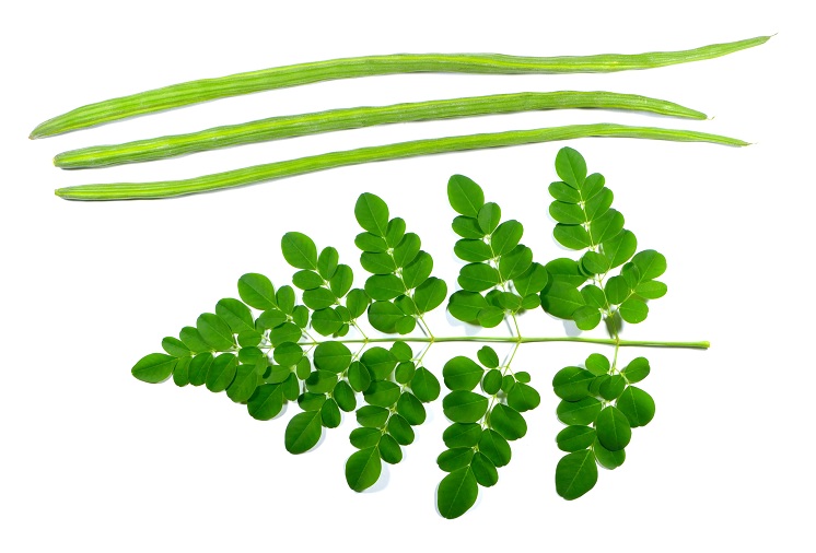 moringa oleifera miltelių nauda