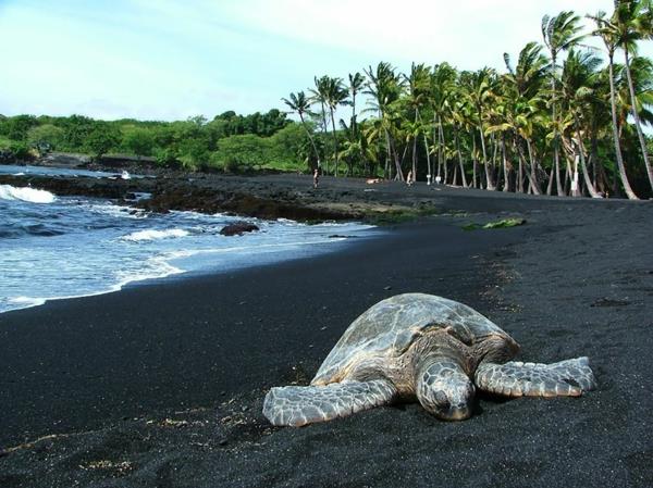 φοίνικες οι πιο όμορφες παραλίες παγκοσμίως χελώνα Χαβάη