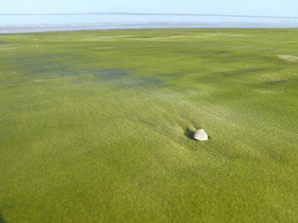 κοχύλι πιο όμορφες παραλίες σε όλο τον κόσμο πράσινη άμμο Γουιάνα