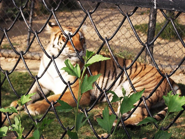 pt-g-b-pant-yüksek irtifa-zoo_nainital-turist-yerler