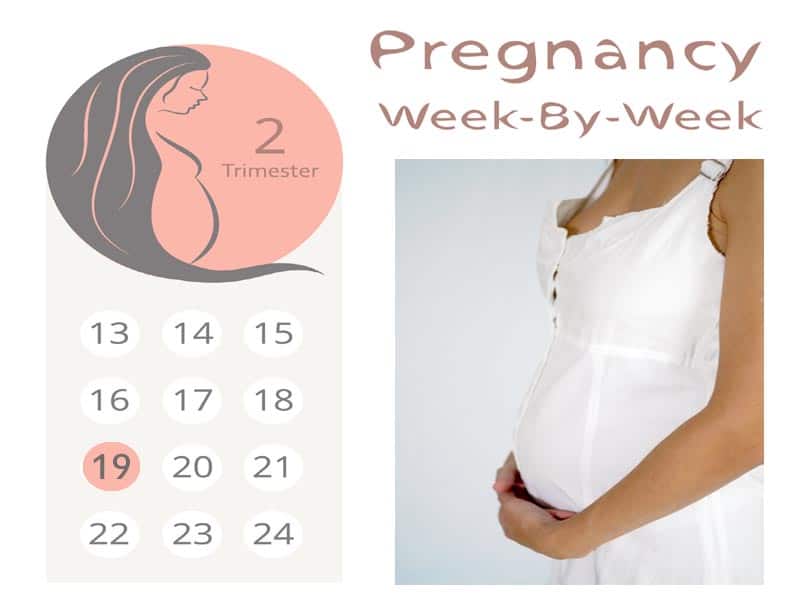 19 haftalık hamile
