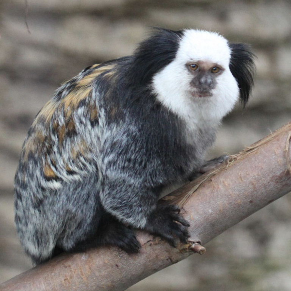 Marmosets