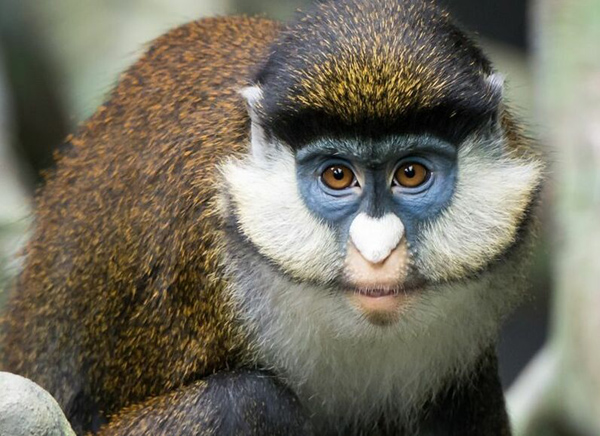 Guenon maymunu