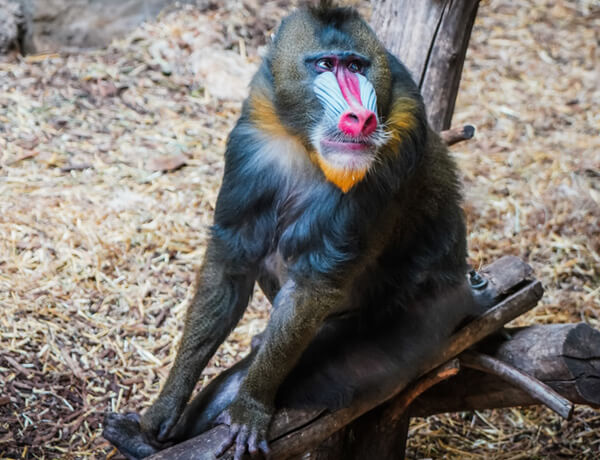 Mandrill Maymun