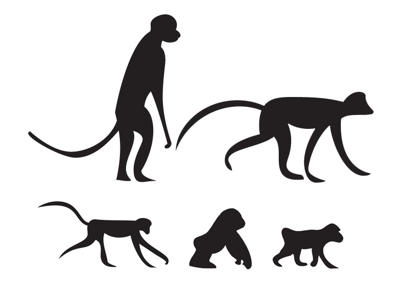 maymun türleri