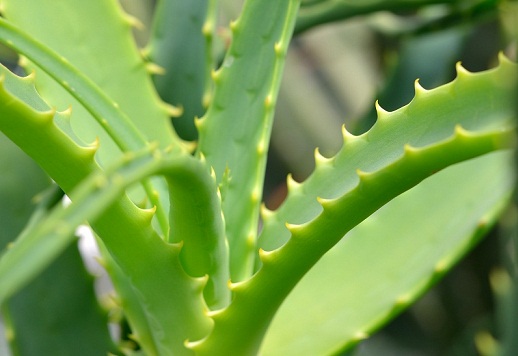 koyu halkalar için aloe vera