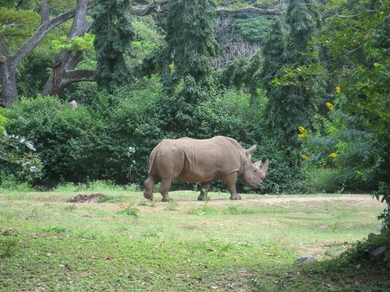 Regioninis gamtos istorijos muziejus, Mysore