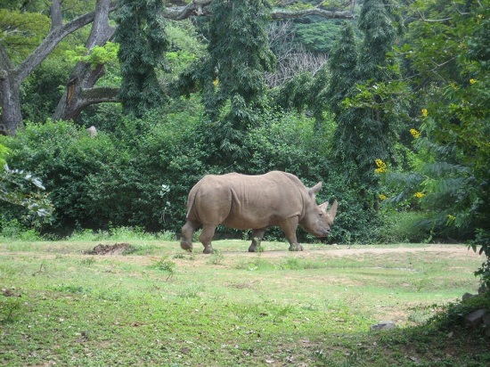 Bölge Doğa Tarihi Müzesi, Mysore