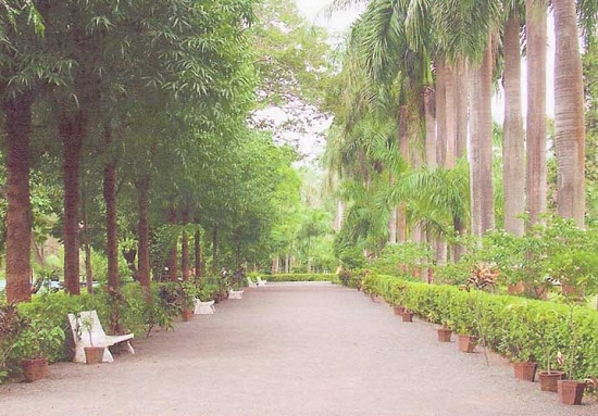 Botanik Bahçesi Waghai
