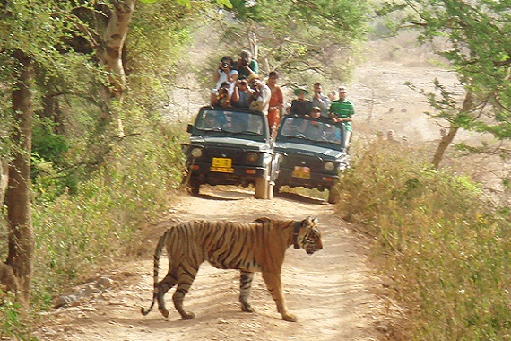 Bandhavgarh nacionalinis parkas