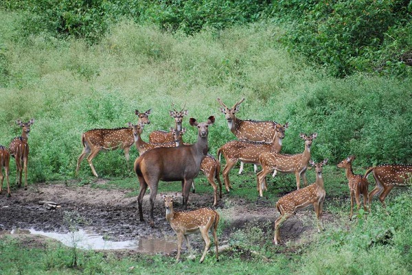 Indravati Ulusal Parkı
