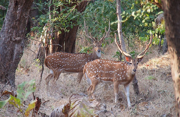 Hindistan'daki vahşi yaşam koruma alanları