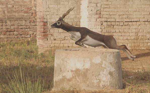 Hindistan'daki vahşi yaşam koruma alanları