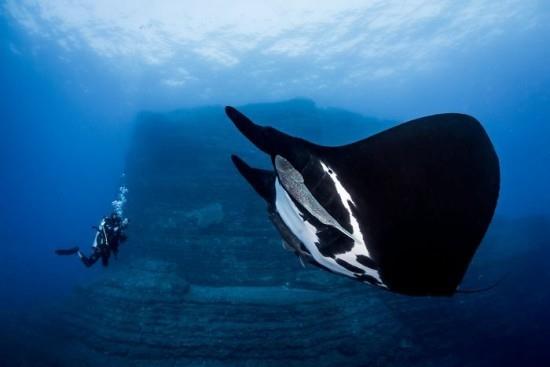 2018 Ocean Art Contest 1η θέση Alvin Cheung 
