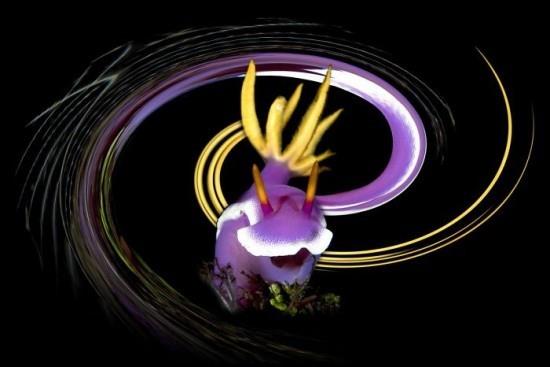 2018 Ocean Art Contest 1η θέση Bruno Van Saen “Disco Nudi”, Hypselodoris bullocki nudibranch