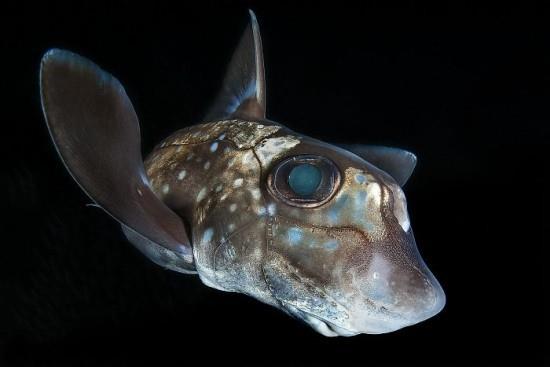 2018 Ocean Art Contest 1η θέση Claudio Zori 