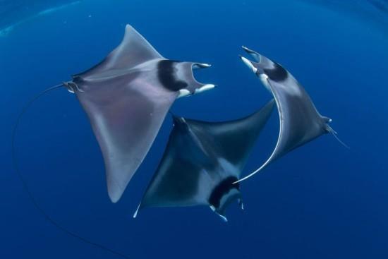 2018 Ocean Art Contest 1η θέση Duncan Murrell 