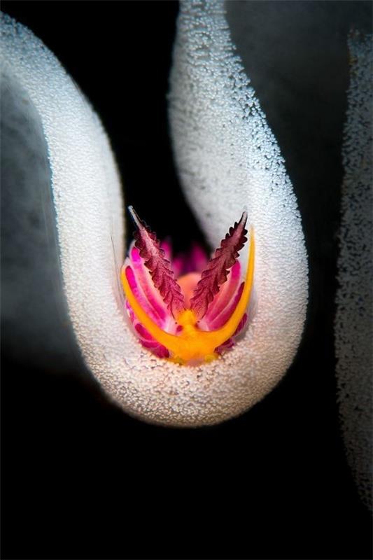 2018 Ocean Art Contest 1η θέση Flavio Vailati “Inside the Eggs”, Favorinus pacificus και αυγά