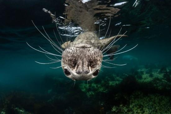 2018 Ocean Art Contest 1η θέση Greg Lecoeur 