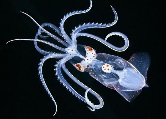 2018 Ocean Art Contest 1η θέση Jeff Milisen 
