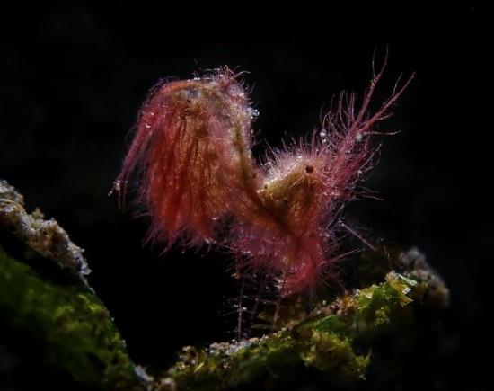 2018 Ocean Art Contest 1η θέση Sejung Jang “Hairy Shrimp”, Anilao, Φιλιππίνες
