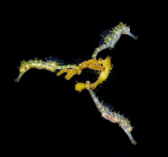 Διαγωνισμός Ocean Art 2018 1η θέση Steven Walsh 