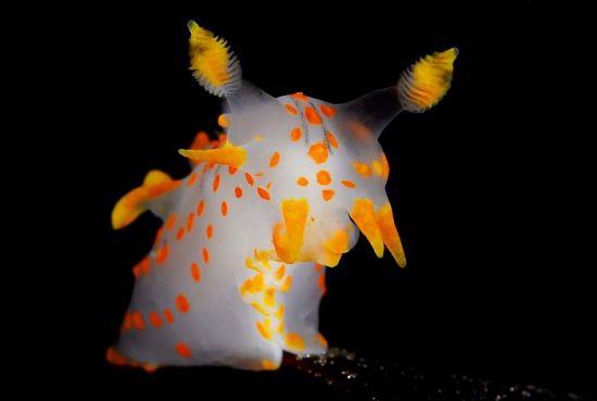 2018 Ocean Art Contest 2η θέση Fredrik Ehrenström 