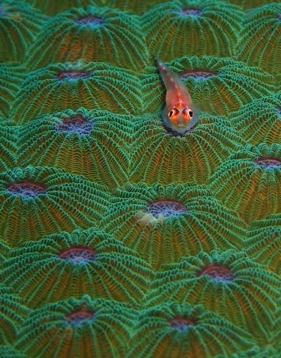 2018 Ocean Art Contest 2η θέση Kate Tinson 