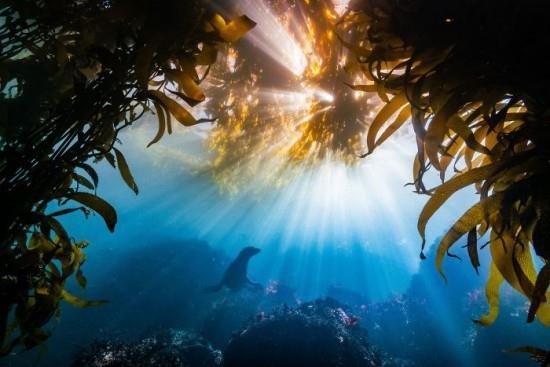 2018 Ocean Art Contest 2η θέση Tyler Schiffman 