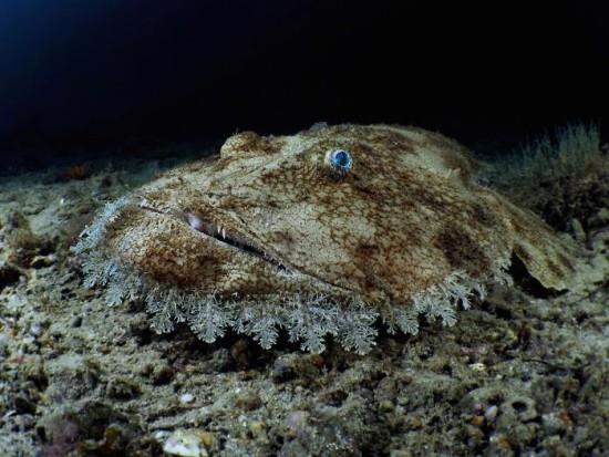 2018 Ocean Art Contest 3η θέση Alessandro Raho “Budego”, μαύρος μοναχός