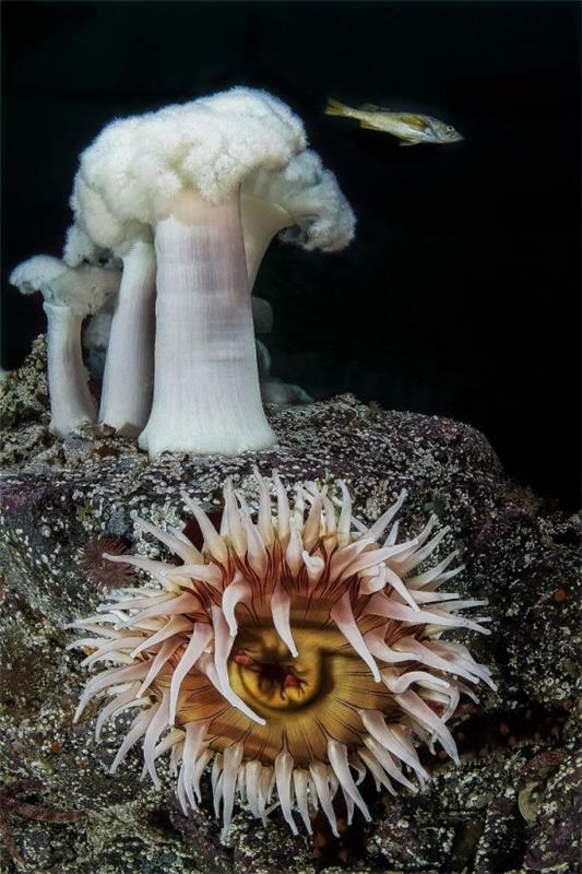 2018 Ocean Art Contest 3η θέση Claudio Zori 