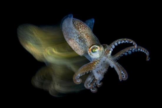 2018 Ocean Art Contest 3η θέση Fabio Iardino 