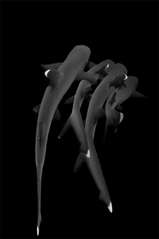 Διαγωνισμός Ocean Art 2018 3η θέση Jin Woo Lee “La Fiesta”, λευκοί καρχαρίες υφάλων