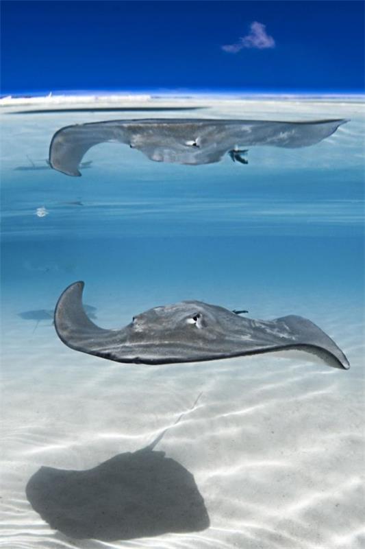 2018 Ocean Art Contest 3η θέση Marie Charlotte 
