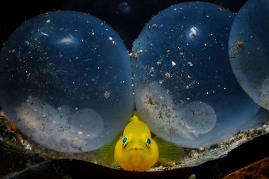 2018 Ocean Art Contest 3η θέση Younghun Kan 