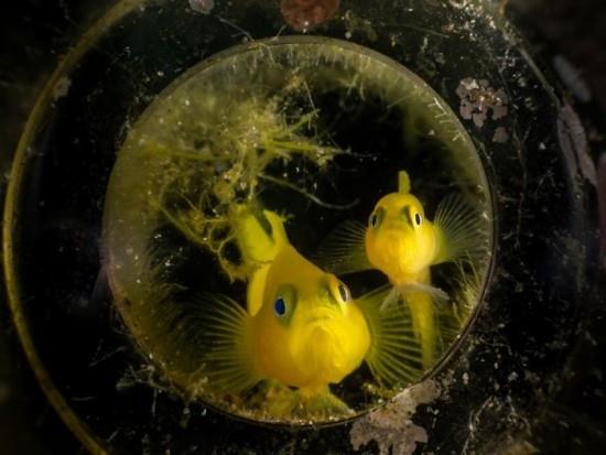 2018 Ocean Art Contest 3η θέση Matteo Pighi 