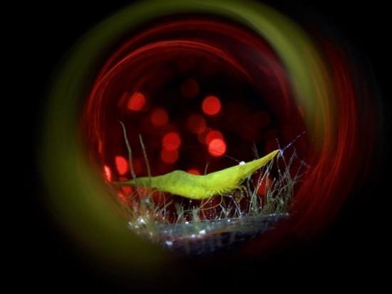 2018 Ocean Art Contest 4η θέση Enrico Somogyi “Seagrass Shrimp Disco”, Hippolyte australiensis σε μπουκάλι
