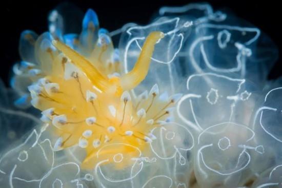 2018 Ocean Art Contest 4η θέση Giacomo Giovannini 